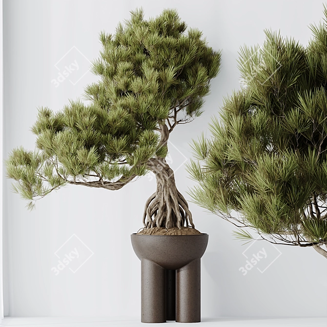 Title: Bonsai Pinus Pentaphylla Set 3D model image 5