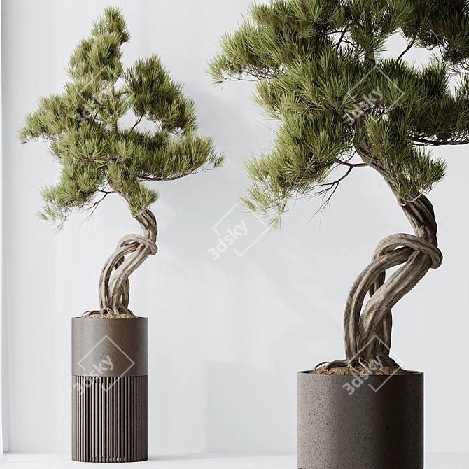 Title: Bonsai Pinus Pentaphylla Set 3D model image 6