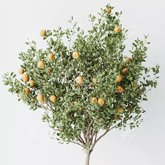 Calamondin Citrus Fruit Tree Set 3D model image 2