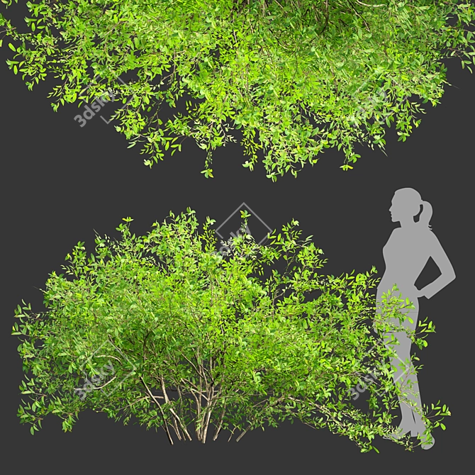 Volume 30 Low Poly Bushes 3D model image 1