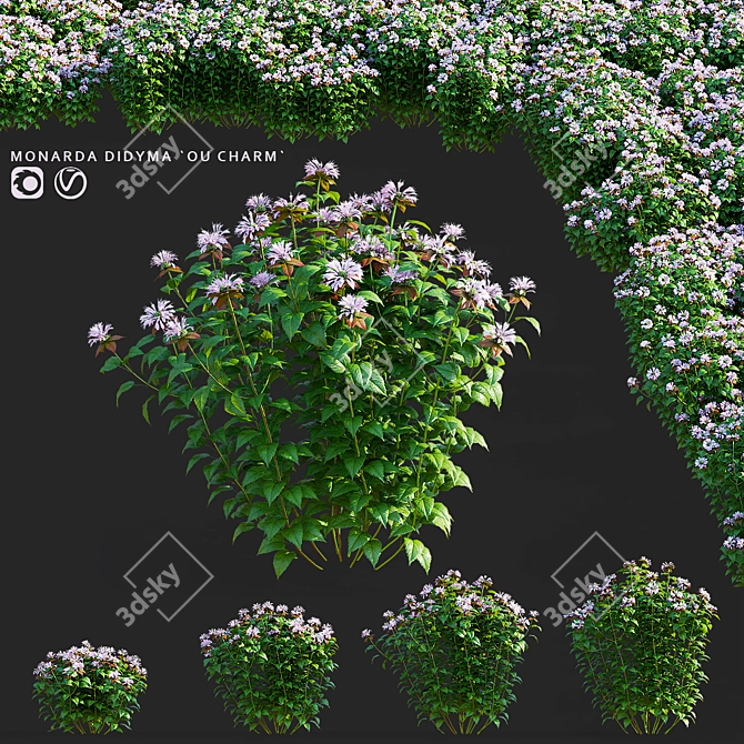 Monarda Didyma Ou Charm Collection 3D model image 1