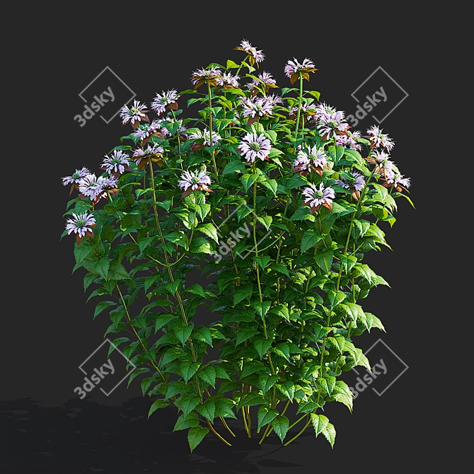 Monarda Didyma Ou Charm Collection 3D model image 2