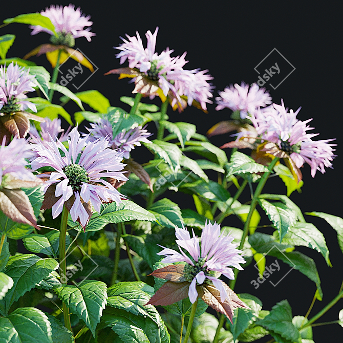 Monarda Didyma Ou Charm Collection 3D model image 7