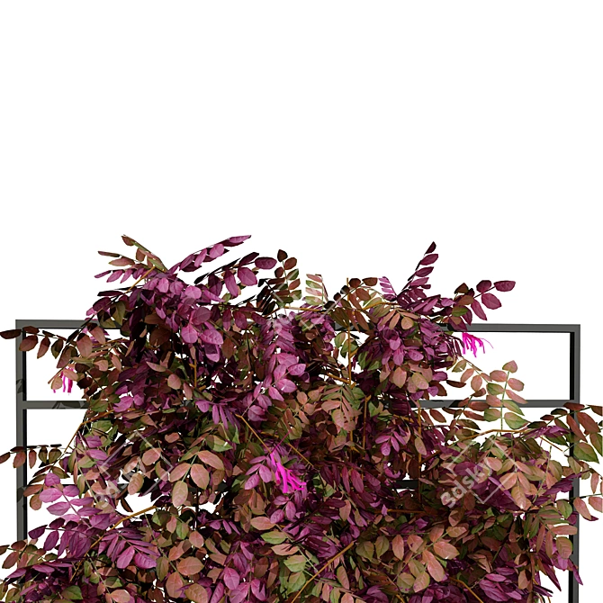 Loropetalum Spalliera Climber 3D Plant 3D model image 2