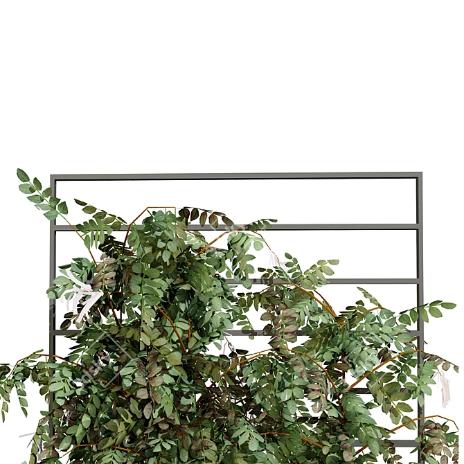 Loropetalum Spalliera Climber 3D Plant 3D model image 4