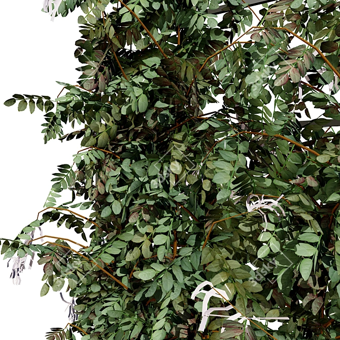 Loropetalum Spalliera Climber 3D Plant 3D model image 5