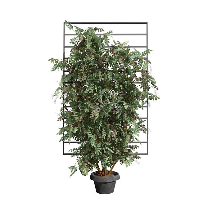 Loropetalum Spalliera Climber 3D Plant 3D model image 6