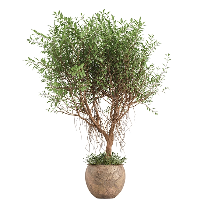 Indoor Green Shrub Plant Display 3D model image 2