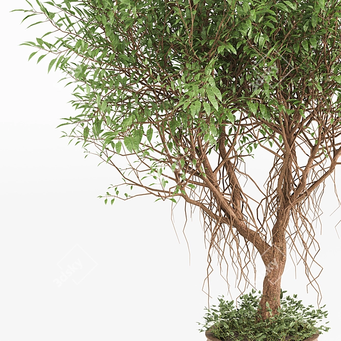 Indoor Green Shrub Plant Display 3D model image 4