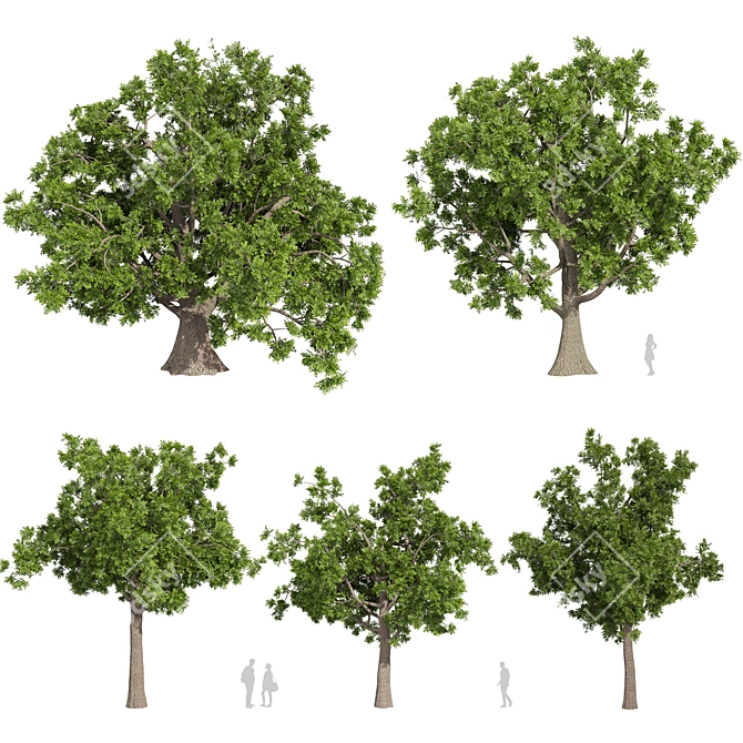 Premium Texture Sclerocarya Birrea Plant 3D model image 1