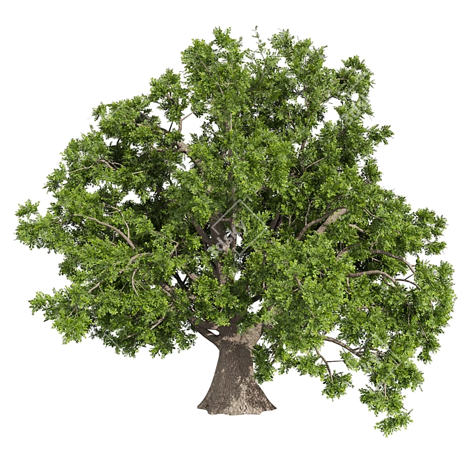 Premium Texture Sclerocarya Birrea Plant 3D model image 4