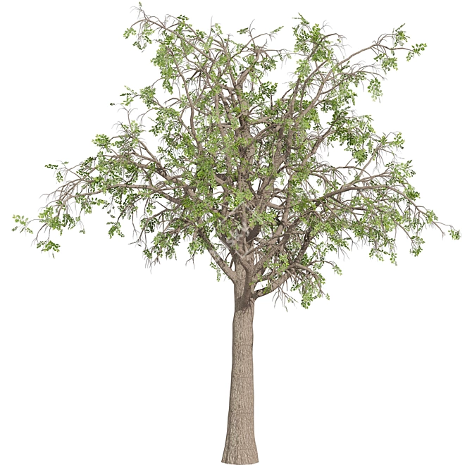 Premium Texture Sclerocarya Birrea Plant 3D model image 5