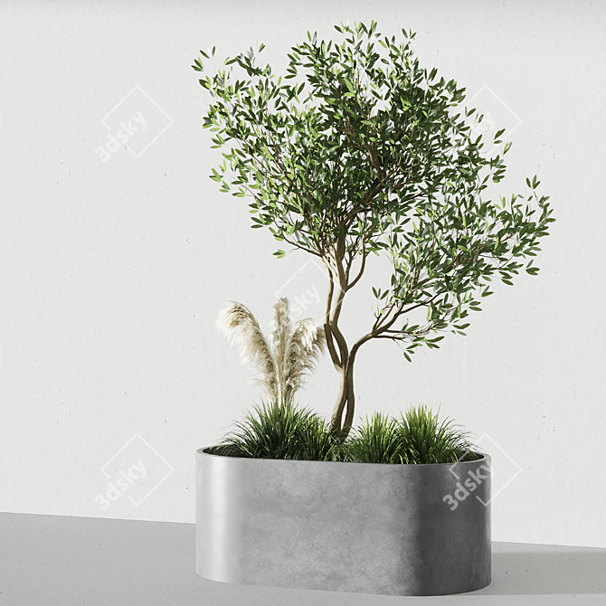 Elegant Indoor Olive Tree Set 3D model image 1