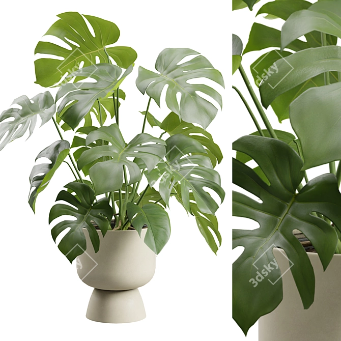 Tropical Monstera Deliciosa Beige Planter 3D model image 2