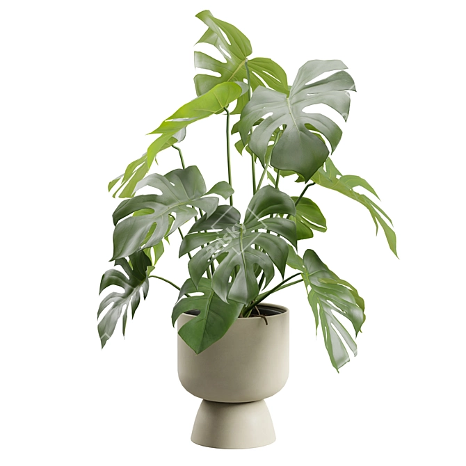 Tropical Monstera Deliciosa Beige Planter 3D model image 6