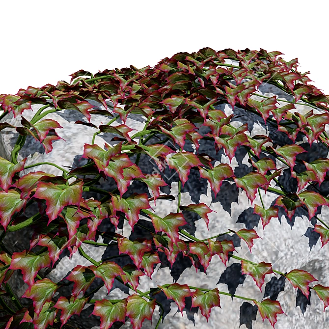 Virginia Creeper Ivy Rock 3D 3D model image 4