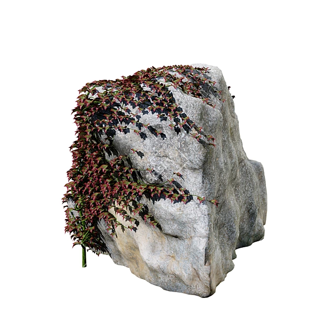 Virginia Creeper Ivy Rock 3D 3D model image 6