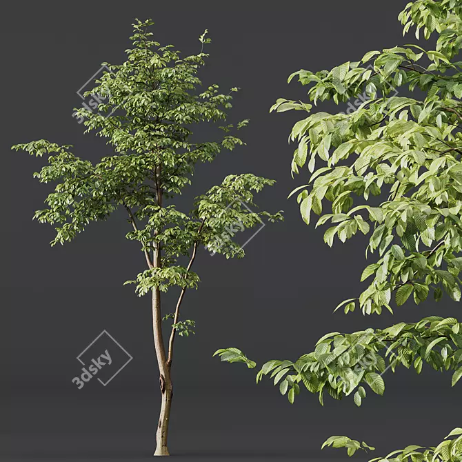 3D Summer Tree Model Collection 3D model image 2