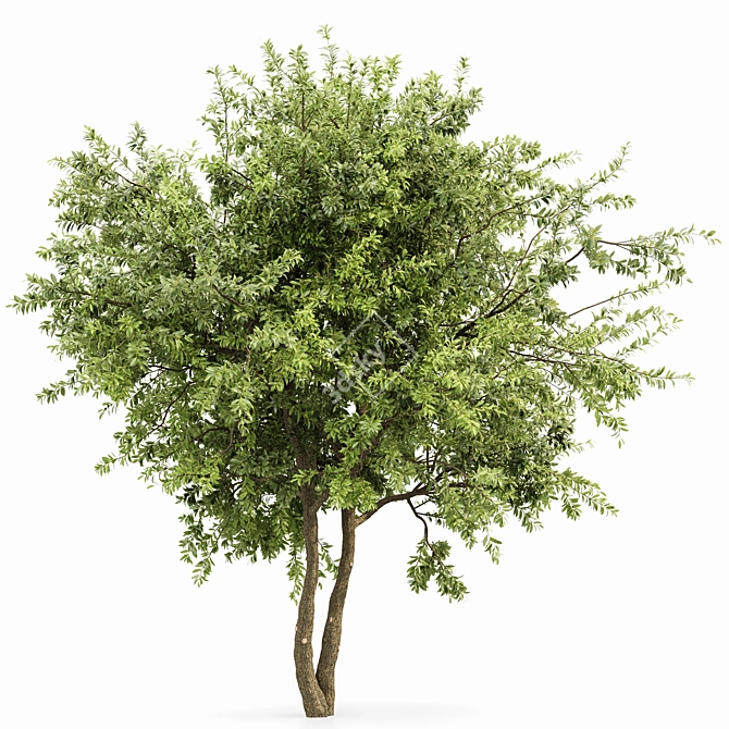 3D Summer Tree Model Collection 3D model image 4