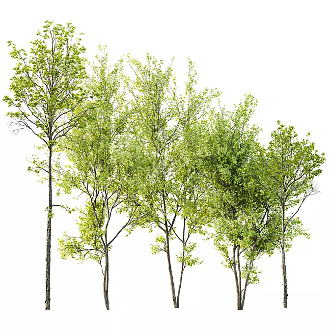 Spring Tree 3D Models Collection 3D model image 4