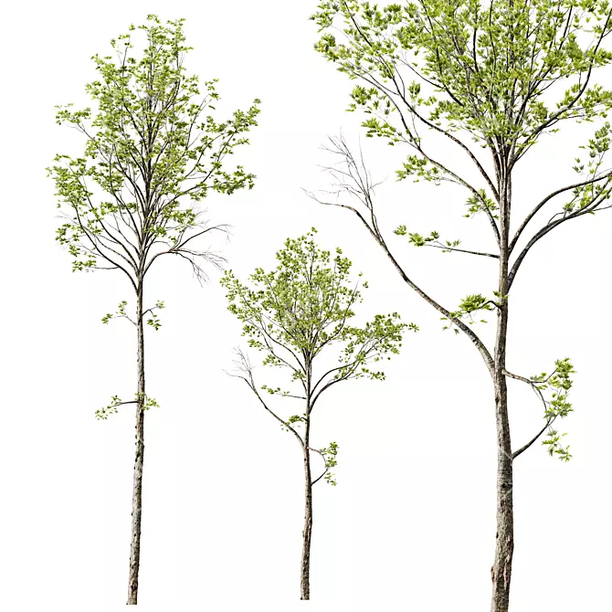 Spring Tree 3D Models Collection 3D model image 5
