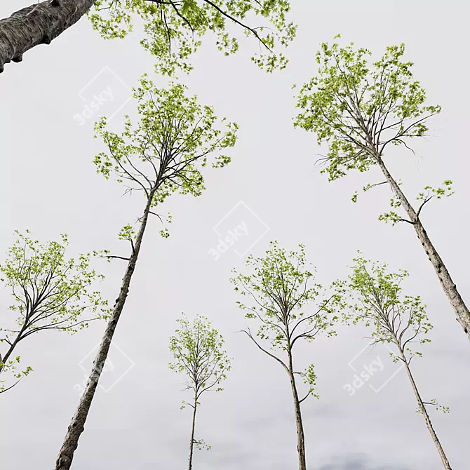 Spring Tree 3D Models Collection 3D model image 7