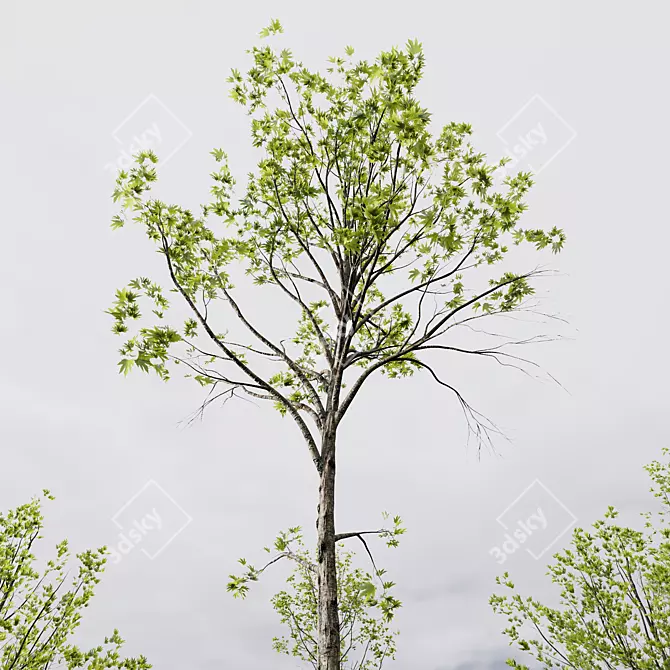 Spring Tree 3D Models Collection 3D model image 1