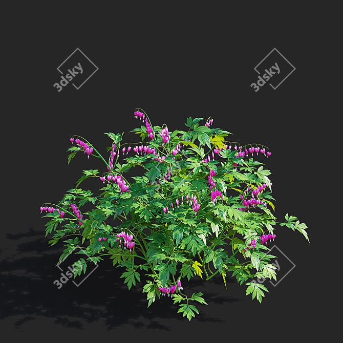 Graceful Dicentra Flower Collection 3D model image 2