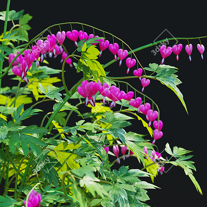 Graceful Dicentra Flower Collection 3D model image 6