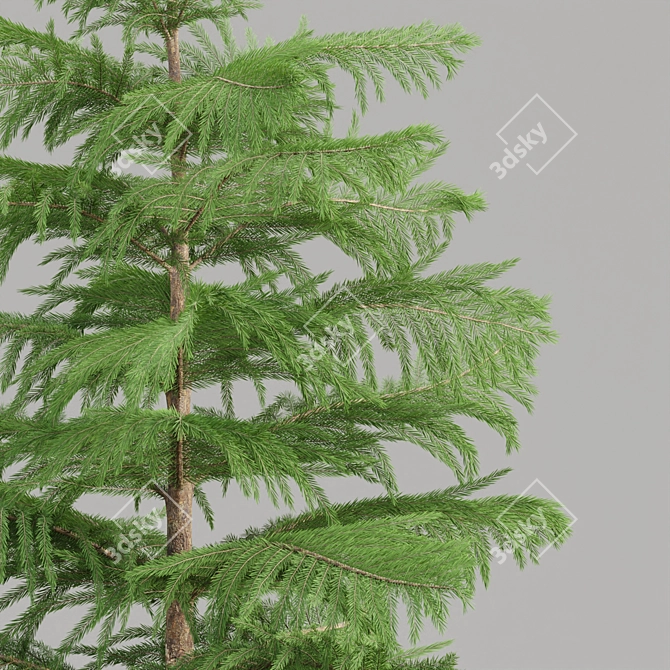 Evergreen Norfolk Pine Vol 33 3D model image 3