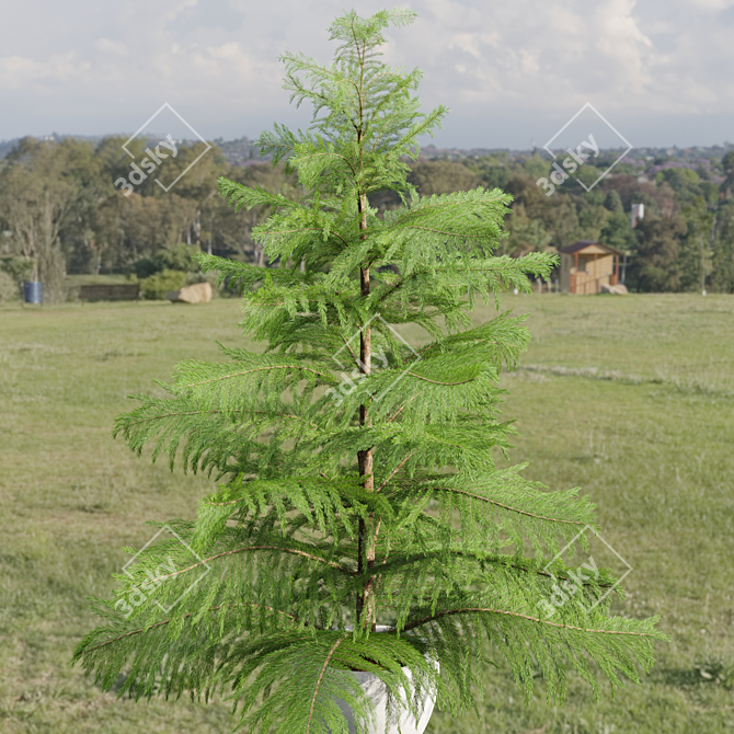 Evergreen Norfolk Pine Vol 33 3D model image 6