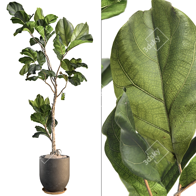 3D Plant & Decor Collection 3D model image 1