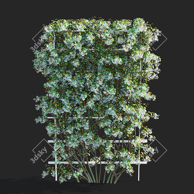 Flowering Amelanchier Lamarckii Trees 3D model image 3