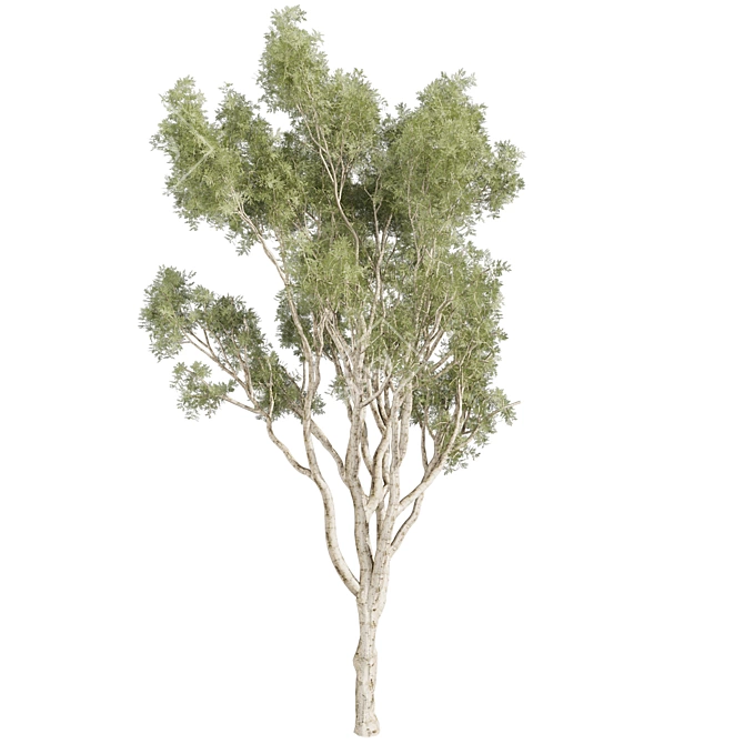 High-Quality Eucalyptus Scoparia Tree 3D model image 3