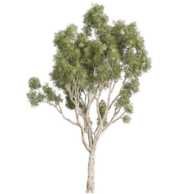 High-Quality Eucalyptus Scoparia Tree 3D model image 4