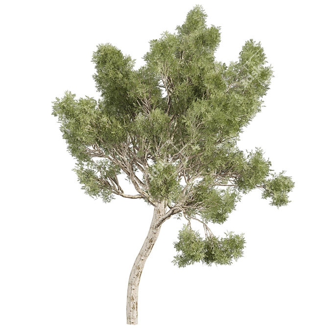 High-Quality Eucalyptus Scoparia Tree 3D model image 5