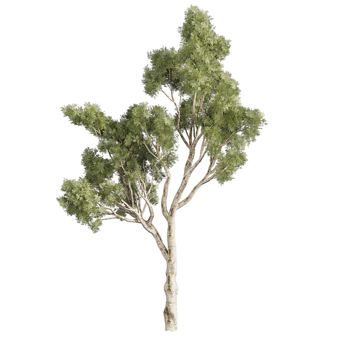 High-Quality Eucalyptus Scoparia Tree 3D model image 6