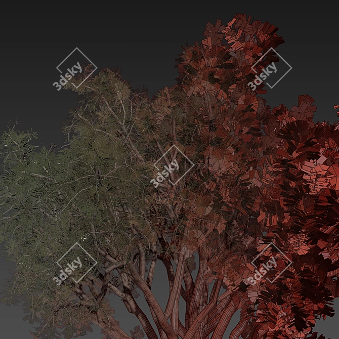 High-Quality Eucalyptus Scoparia Tree 3D model image 7