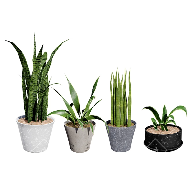 Snake Plant 3D Model .hex 3D model image 1