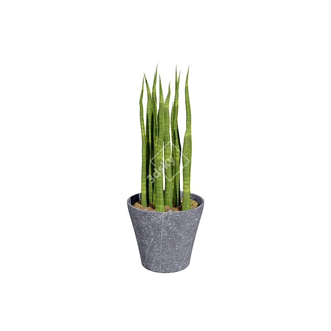 Snake Plant 3D Model .hex 3D model image 3