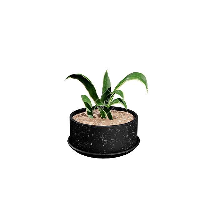 Snake Plant 3D Model .hex 3D model image 5