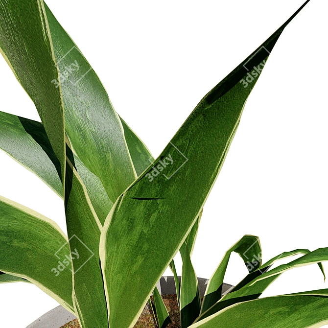 Snake Plant 3D Model .hex 3D model image 6