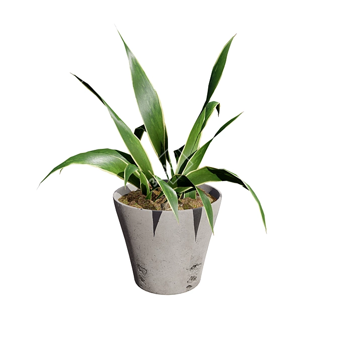 Snake Plant 3D Model .hex 3D model image 7