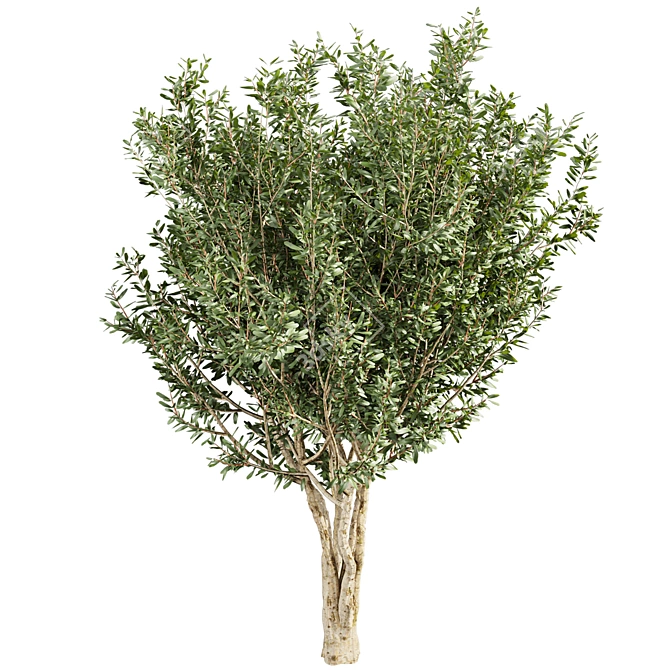 Premium Eucalyptus Lehmannii Tree Model 3D model image 5