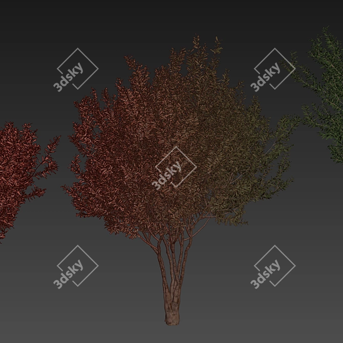 Premium Eucalyptus Lehmannii Tree Model 3D model image 7