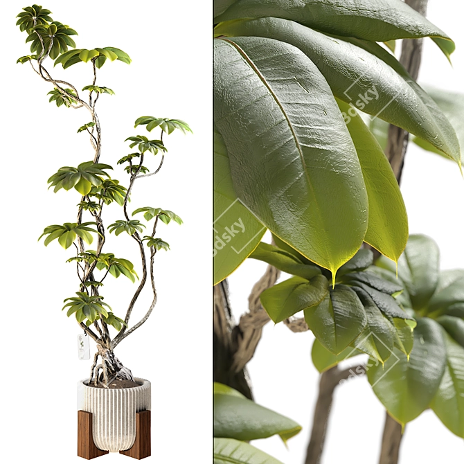 3D Model Ficus Tree Set 3D model image 1