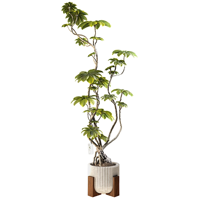 3D Model Ficus Tree Set 3D model image 2