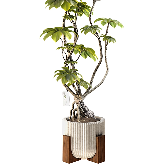 3D Model Ficus Tree Set 3D model image 4