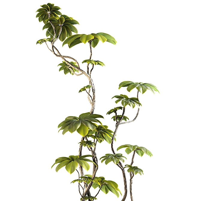 3D Model Ficus Tree Set 3D model image 5