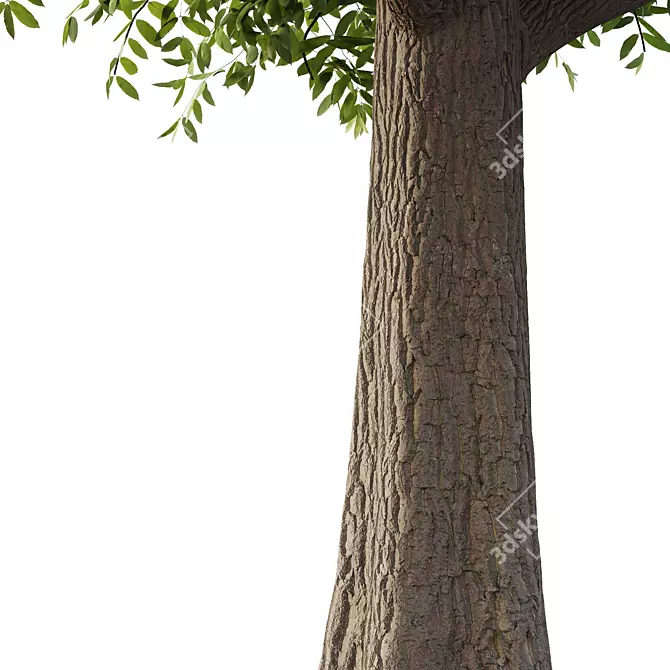 European Ash Tree 3D Model 3D model image 3